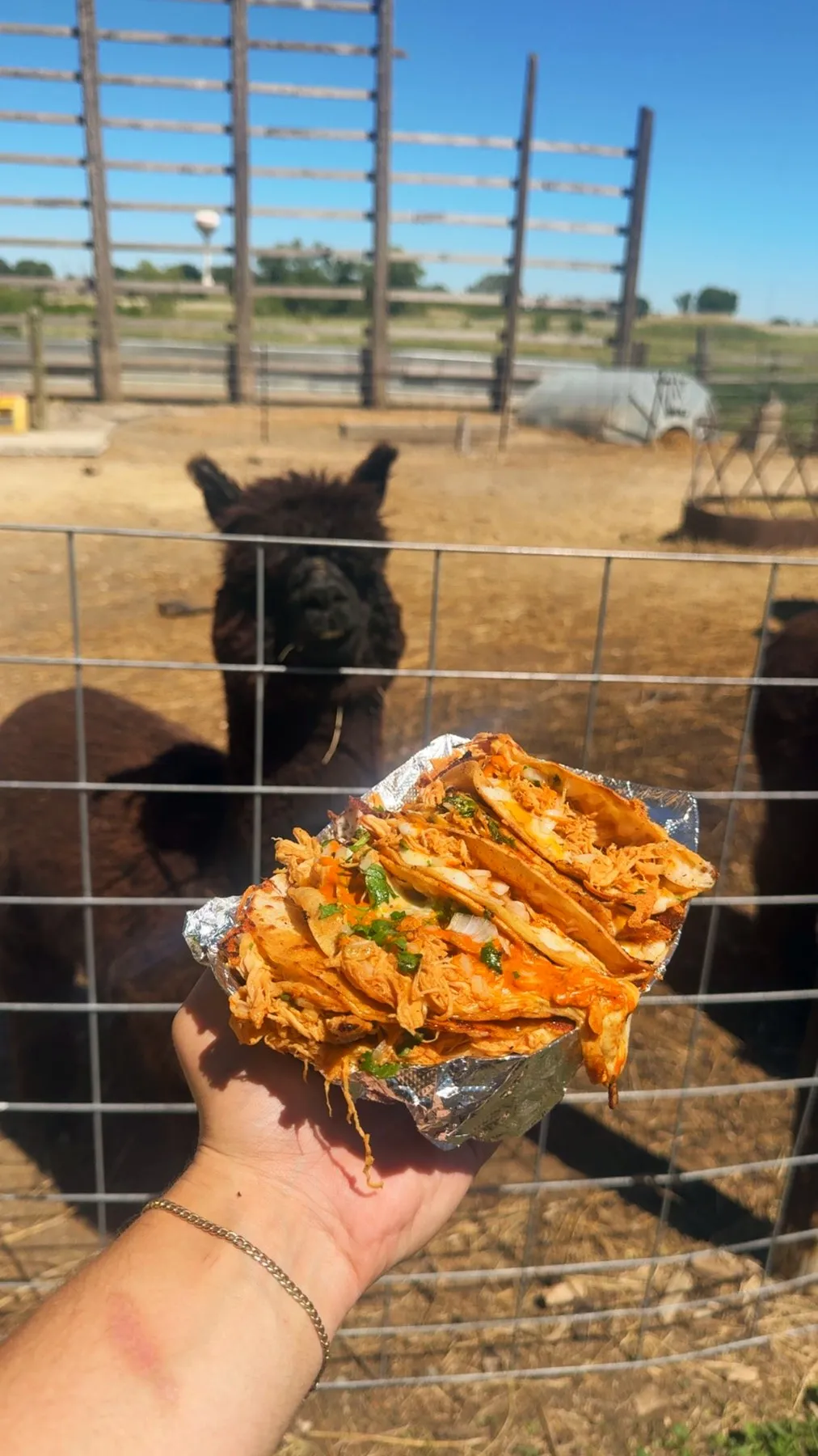 Chicken birria tacos held up in front of a curious alpaca at a farm event